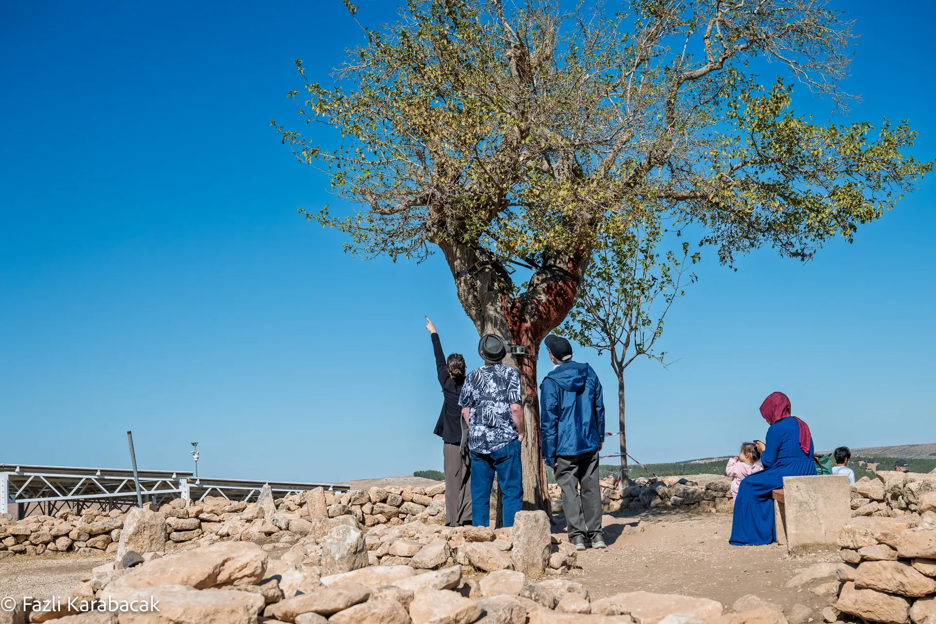 Close-up of animal relief carving on Göbekli Tepe pillar